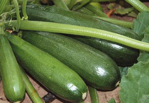 The most productive varieties of zucchini