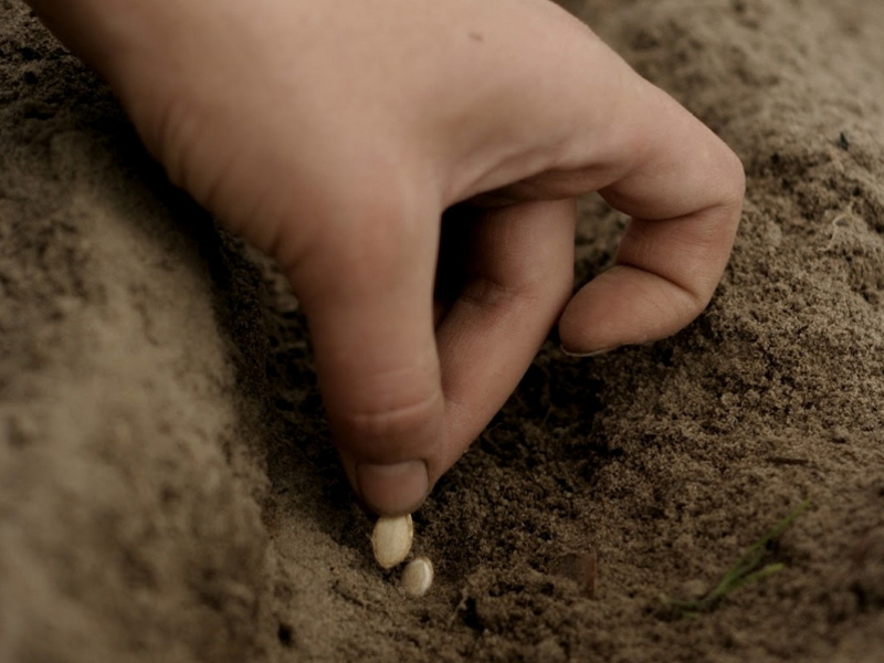 Planting and caring for zucchini How to properly care for zucchini
