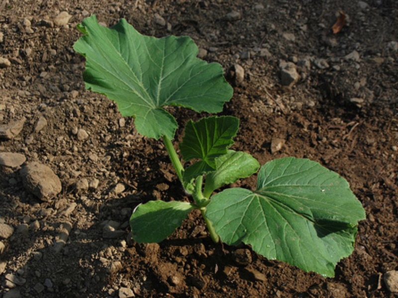 Planting zucchini in the ground The most productive varieties of zucchini