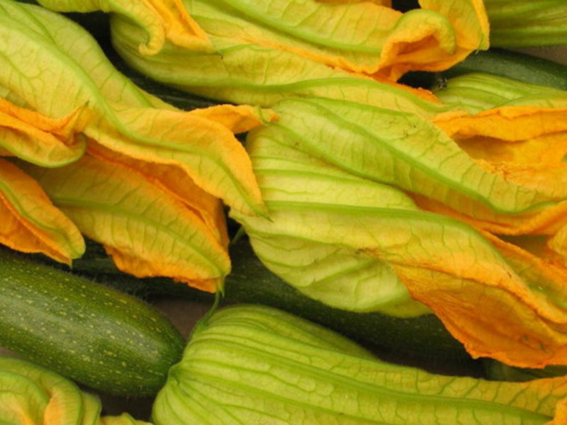 The best varieties of zucchini Growing zucchini