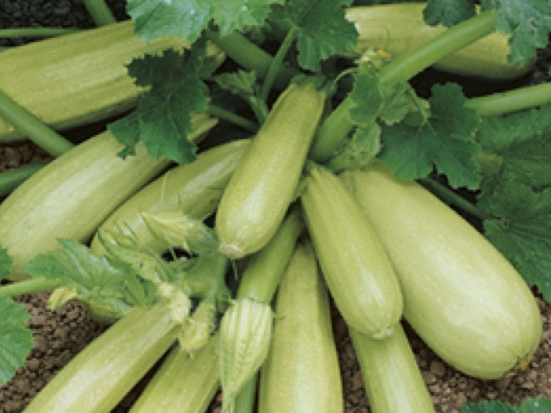 Zucchini varieties What is the best zucchini variety