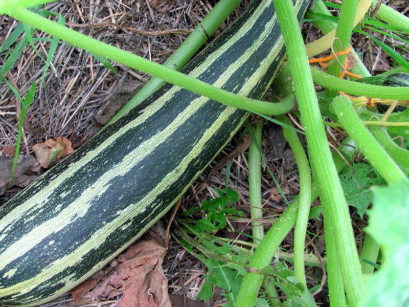 Planting and caring for zucchini Zucchini seedling care