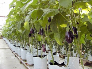 Eggplant - Choosing a Variety for Your Climate