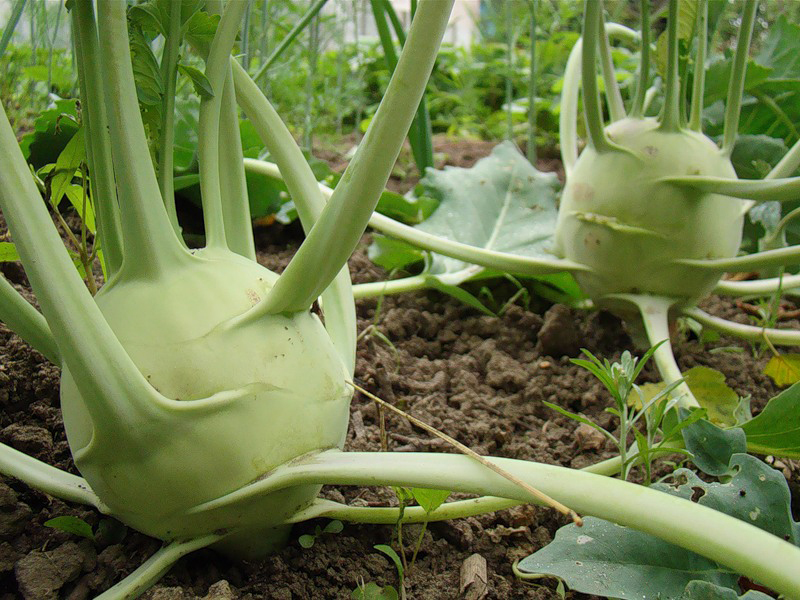 Product description kohlrabi How kohlrabi is planted