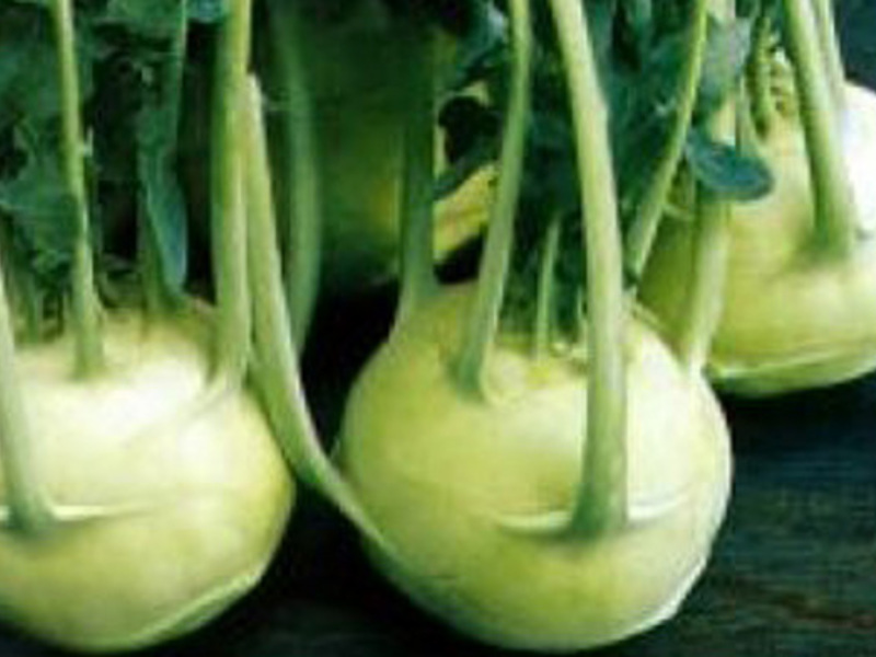 Kohlrabi cabbage Product description kohlrabi