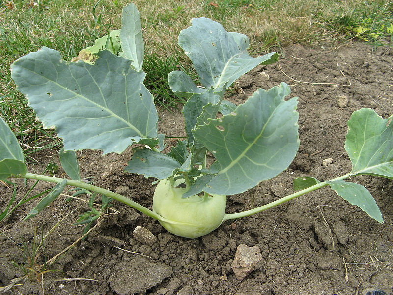 How kohlrabi grows Kohlrabi cabbage
