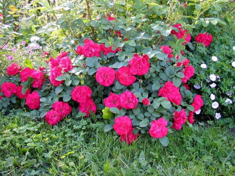 Rose varieties with names