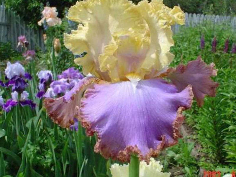 Iris - the flower of the goddess Iris flower