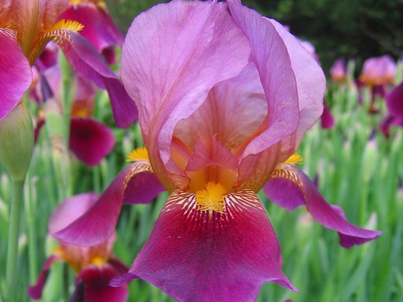 Iris - the flower of the goddess Iris Rules for planting and caring for irises