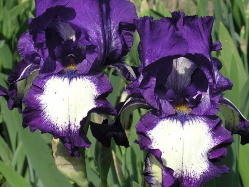 How to plant irises Planting and caring for irises