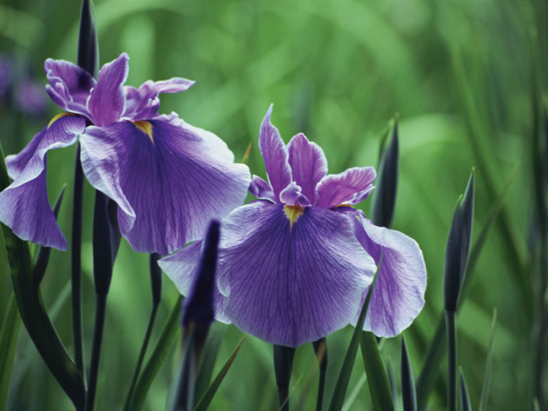 Beautiful irises flowers Beautiful irises flowers