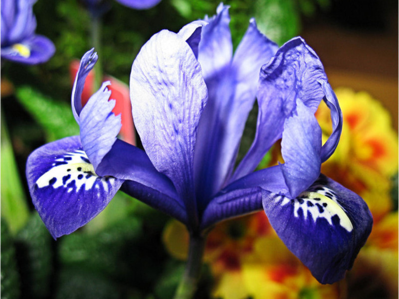 How to water irises Iris variety
