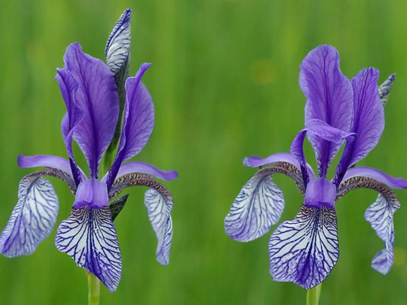 Planting and caring for irises Iris colors