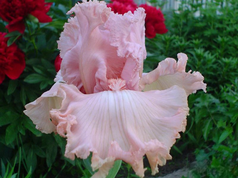 What does an iris flower look like How iris blooms