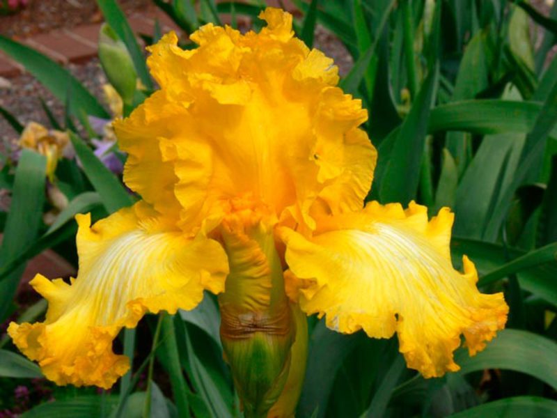 Features of iris varieties Features of growing irises