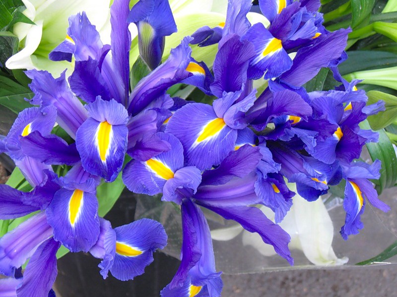 Beautiful irises flowers Planting and caring for irises