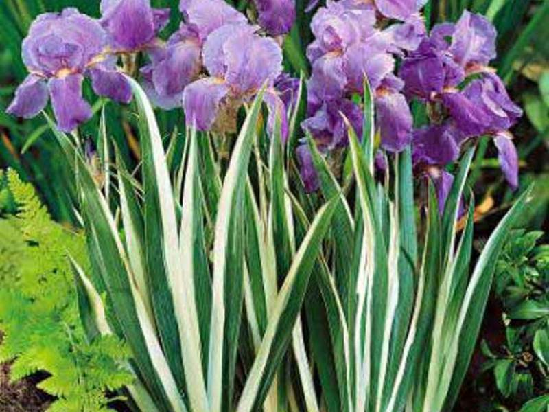 How irises grow How to grow irises in the country