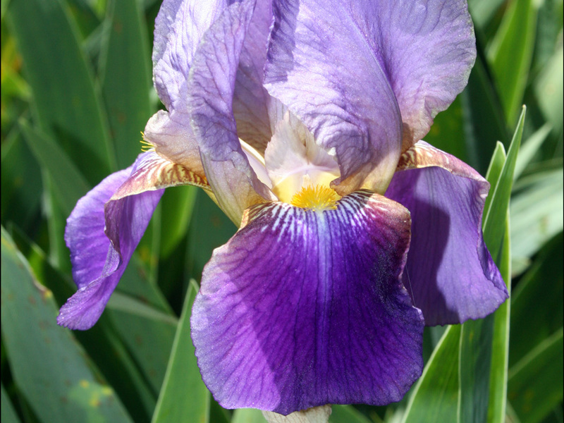 How to plant irises Description of the iris flower