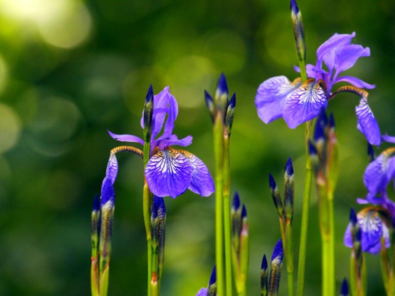 Description of the iris flower Iris flower