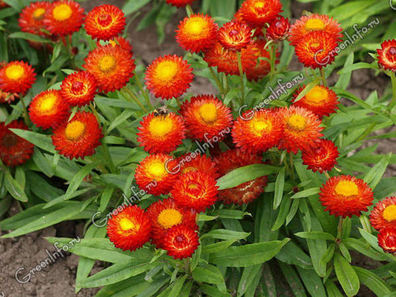 Planting and caring for the flower gelichrizum