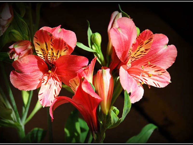 Flower for arranging bouquets - Inca Lily Inca lily is a very interesting flower