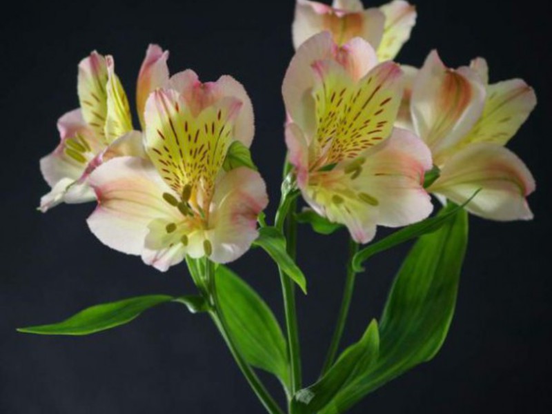 Alstroemeria flower photo Alstroemeria - close-up photo of a flower