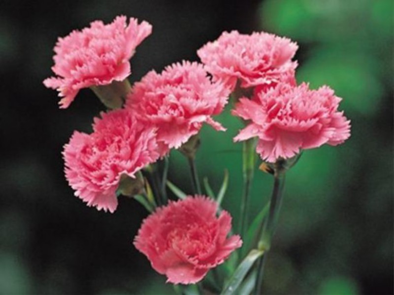 One of the most famous bouquet flowers - Carnation A bouquet of carnations - a universal solution for a variety of occasions