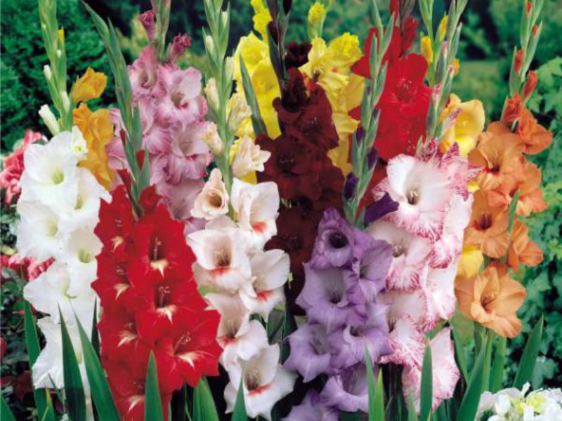 Photo of blooming Gladioli Gladioli during flowering - different colors in the same flower bed