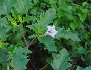 Datura ordinary properties