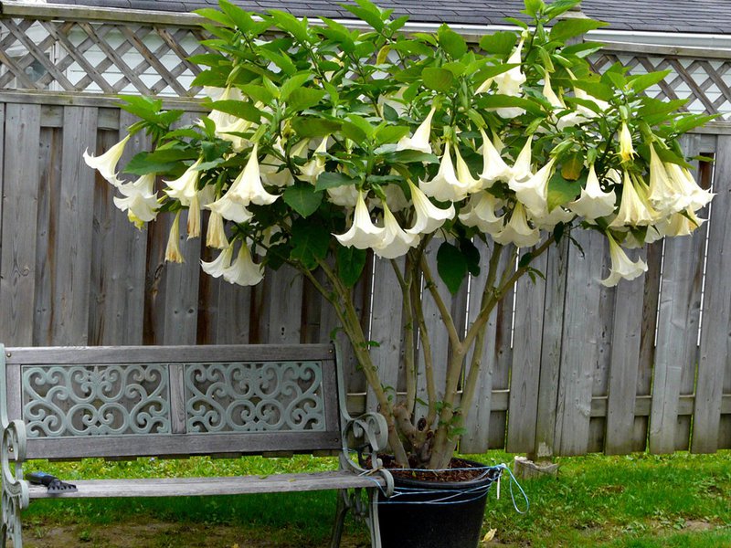Characteristics of Datura strong-bore
