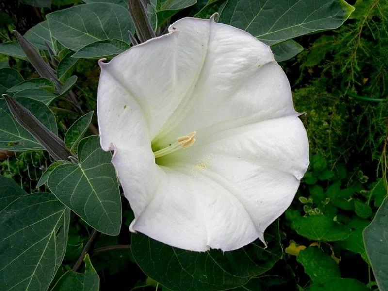Properties of Datura Indian