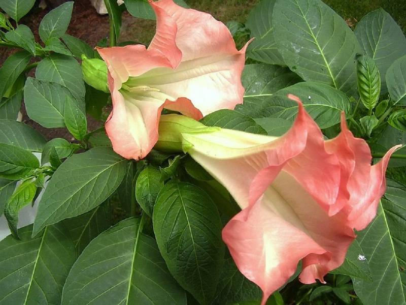 Appearance of Datura Indian pink