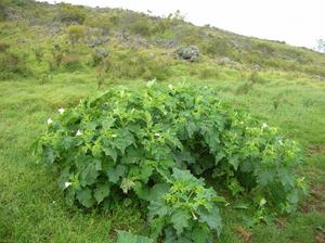 Datura plant history description