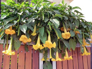 Ways to use Datura flowers in decorative design