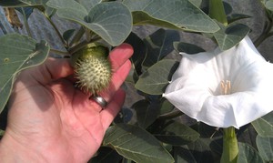 Description of the toxic properties and harm of Datura herb