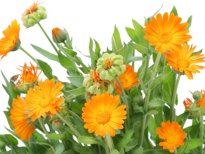 Calendula plant Calendula useful