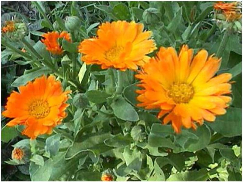 How calendula blooms Flowering calendula