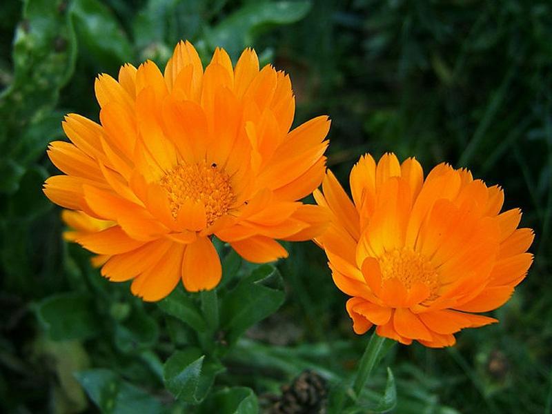 Calendula flower How useful is the kolendula