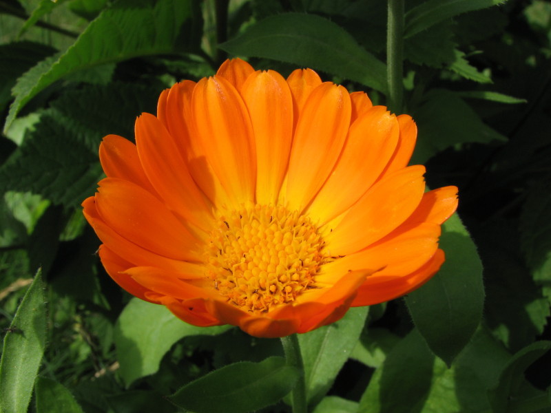 Description of calendula Why is calendula useful?