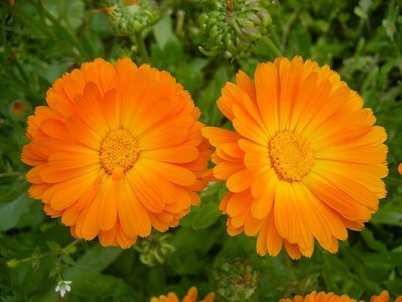 Useful properties of calendula Field calendula properties