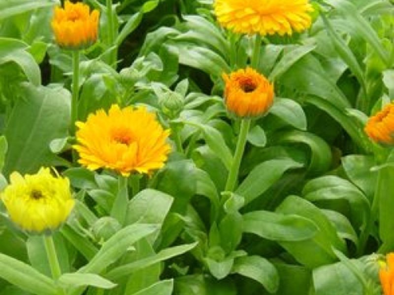 How calendula grows Calendula flowers