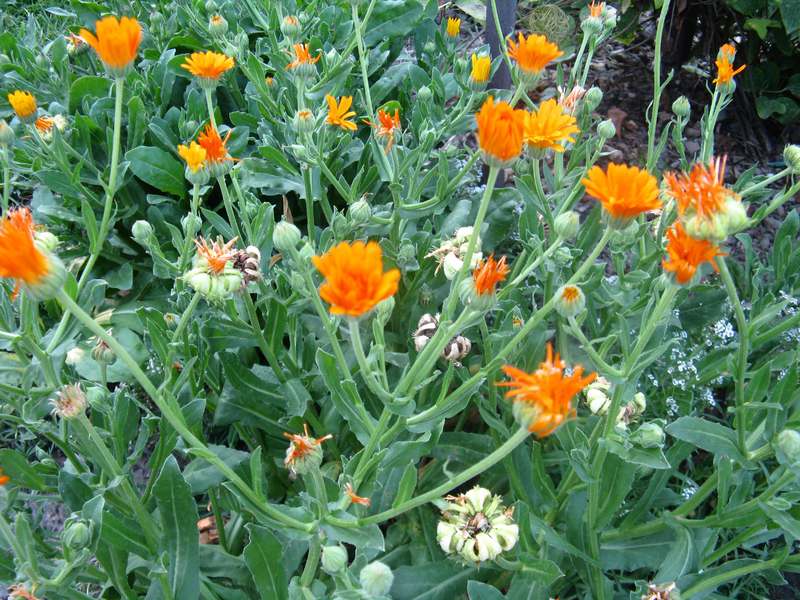 Description of the properties of calendula Why is calendula useful?