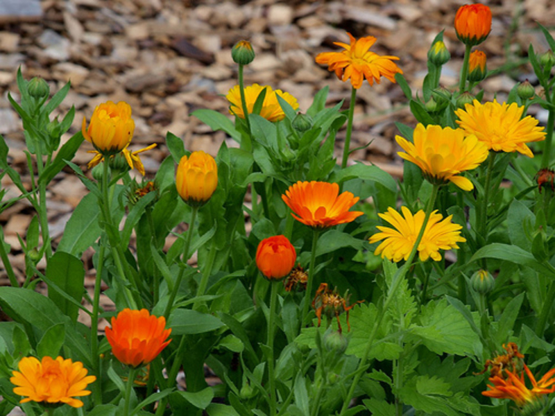 How to grow calendula Growing calendula