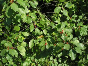 All about buckthorn