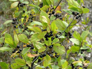 How buckthorn is applied correctly
