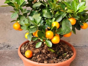 How to choose a tangerine tree