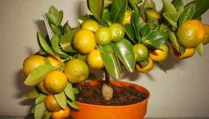 Watering and feeding for the mandarin tree