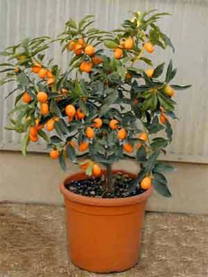 How to grow a tangerine tree at home