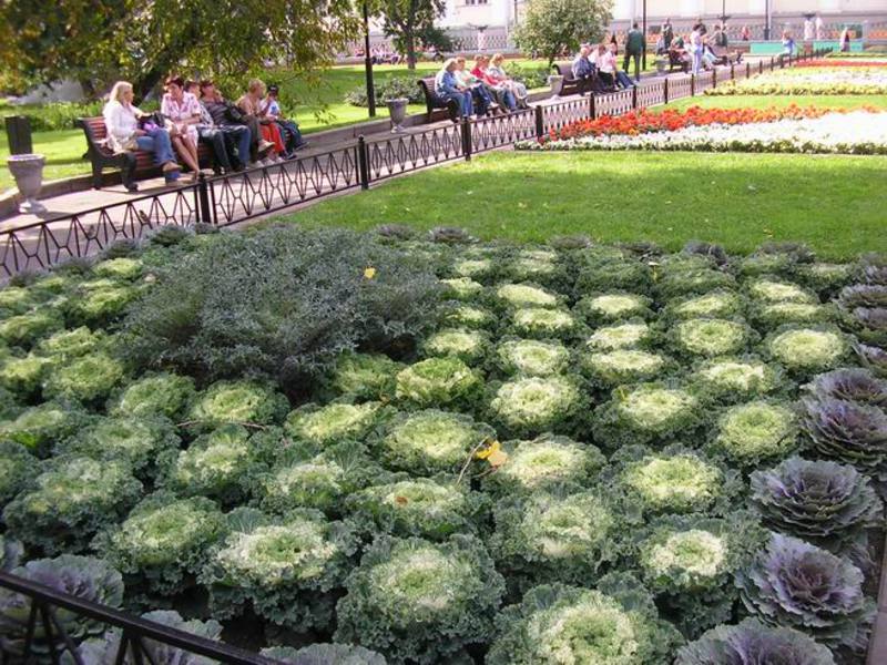 What are the types of ornamental cabbage Types of ornamental cabbage