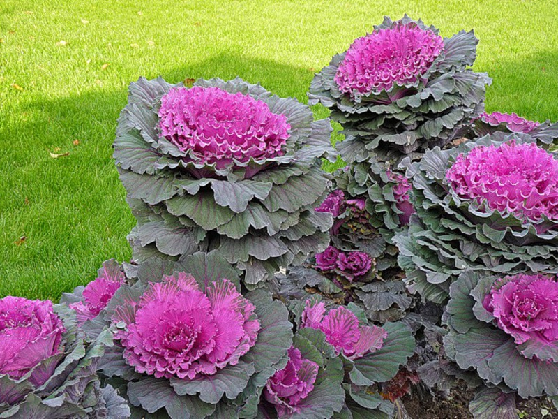 Planting ornamental cabbage on the site Rules for caring for ornamental cabbage